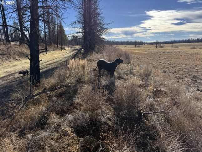 Primary listing photo, Yellow Pine RD #13, Bly, OR, 97622