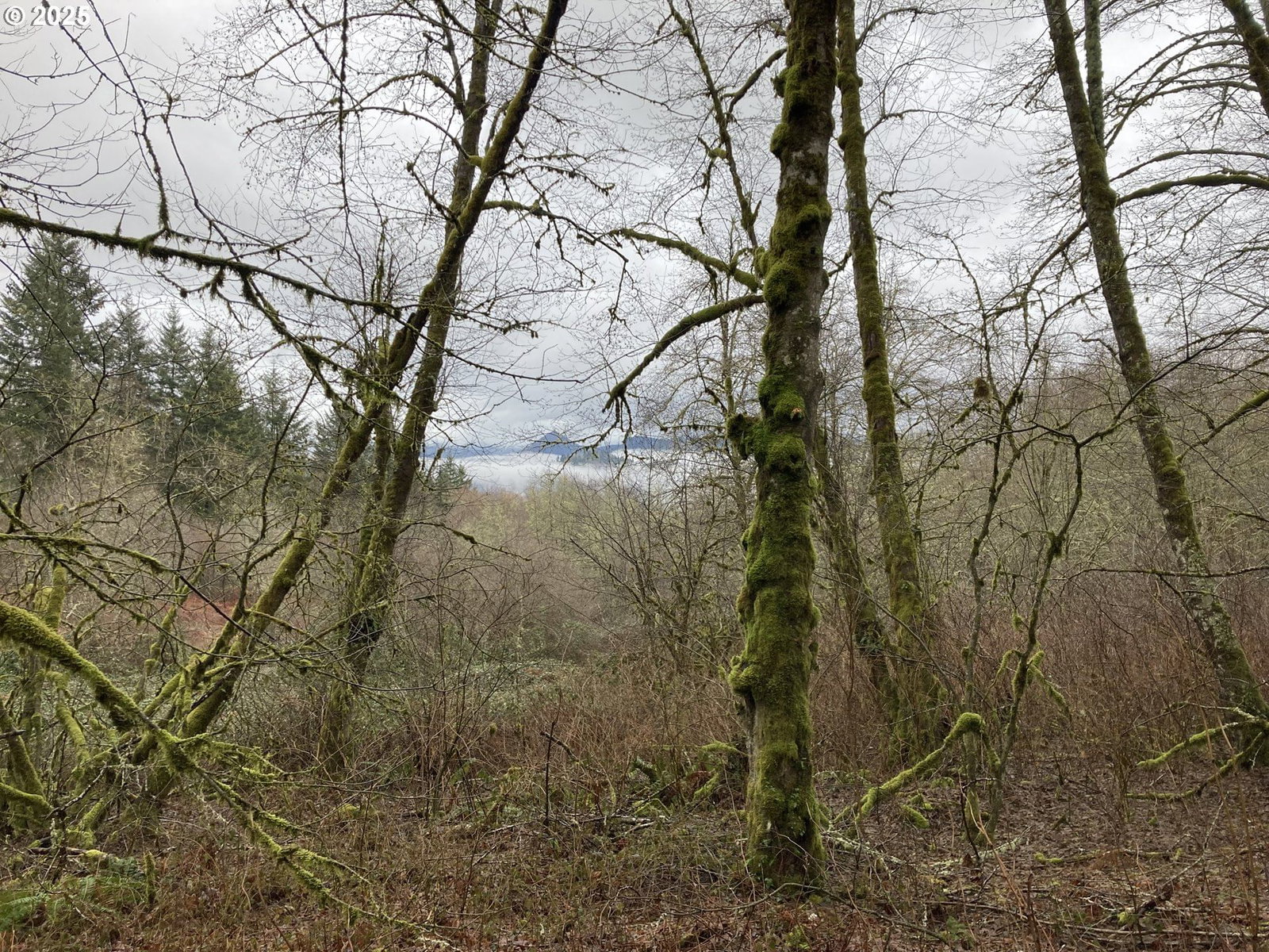 Primary listing photo, NE 197th CT, Amboy, WA, 98601