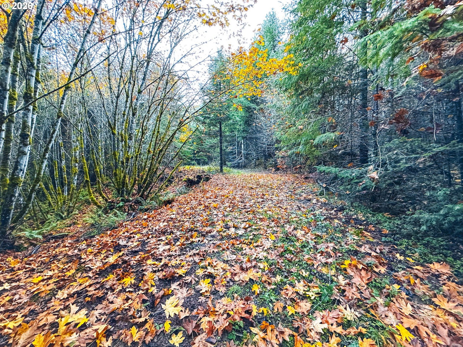 Primary listing photo, La Duke RD #TL105, Westfir, OR, 97492