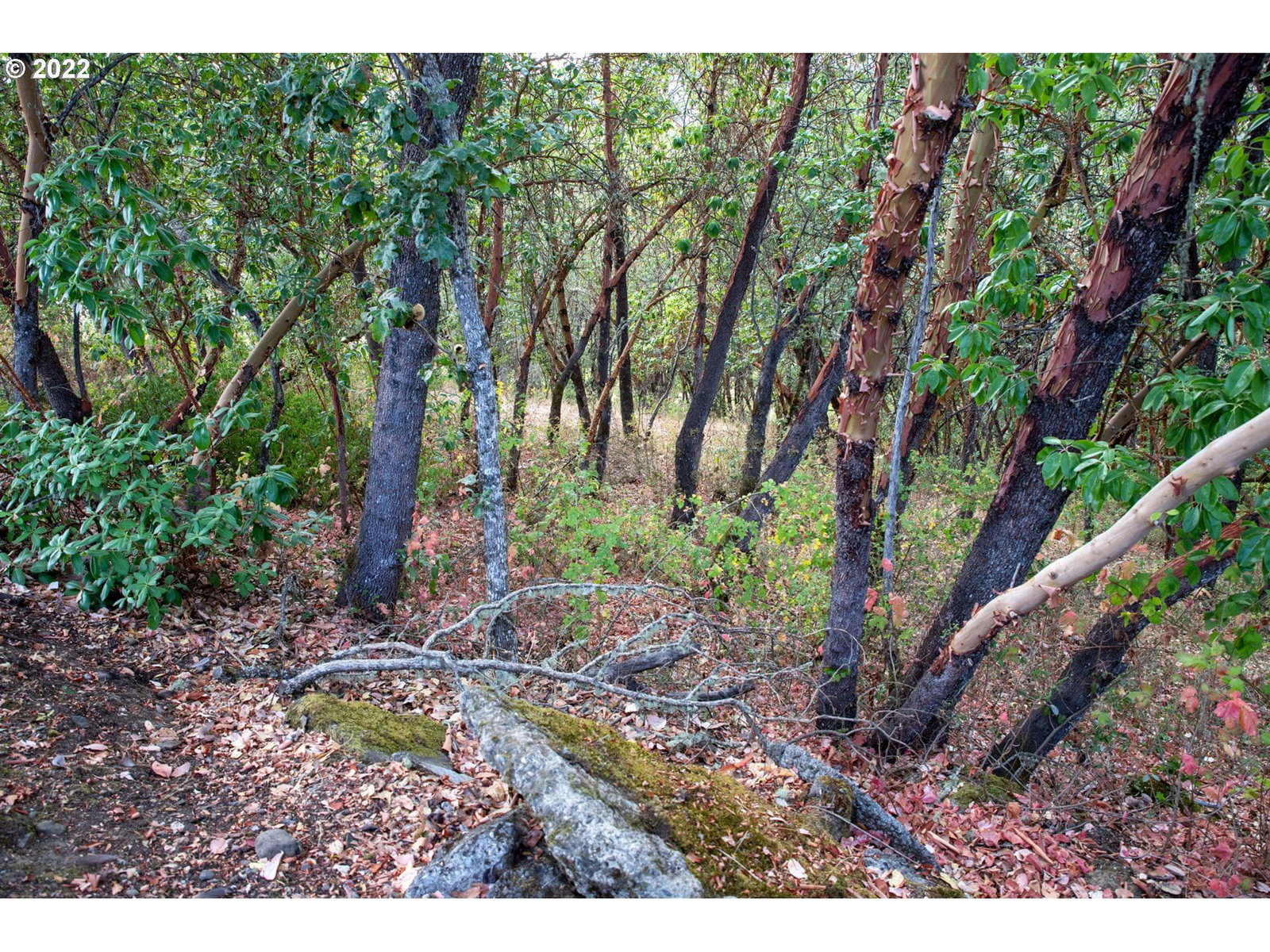 Primary listing photo, 0 NORTH CT, Riddle, OR, 97469
