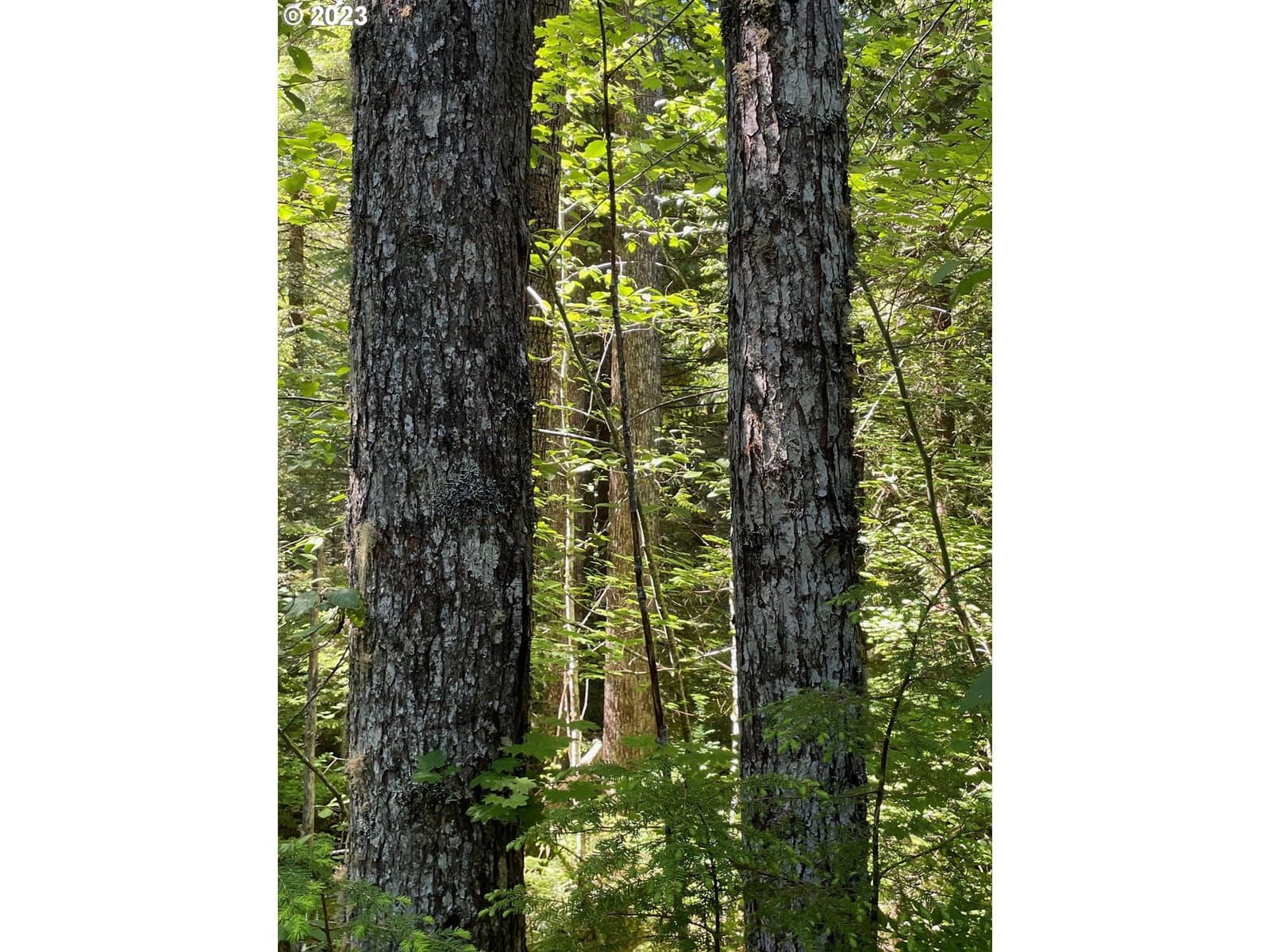 Primary listing photo, Forest Road 4610, Estacada, OR, 97023