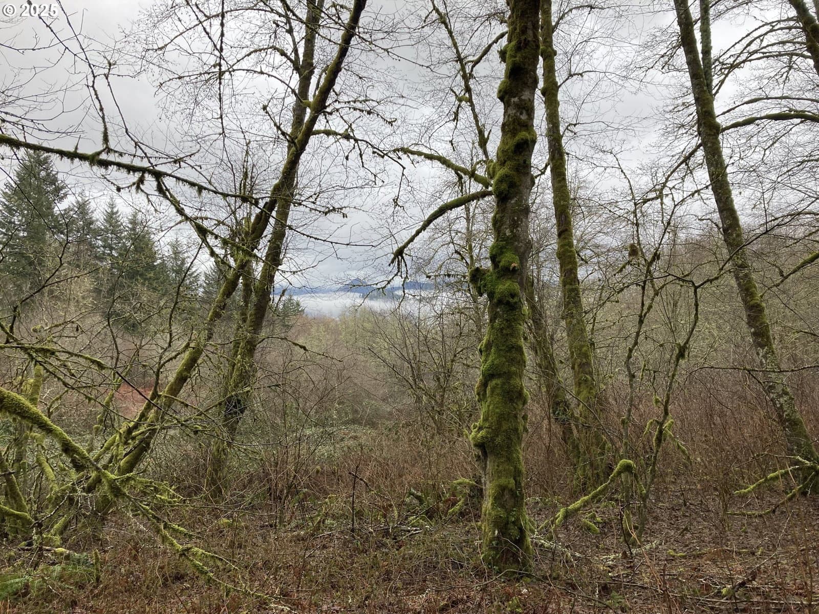 Primary listing photo, NE 197th CT, Amboy, WA, 98601