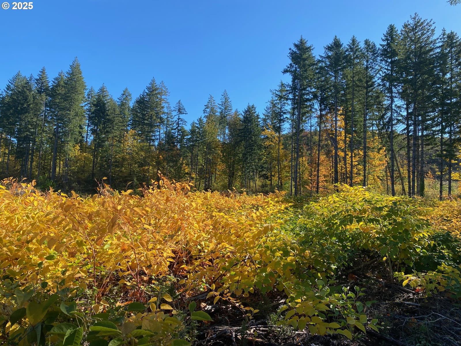 Primary listing photo, S Hult RD, Beavercreek, OR, 97004